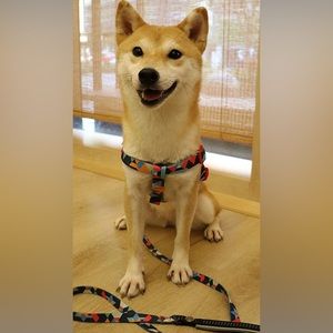 NWT Heavy Duty Everking Skull and Crossbone Harness and Leash